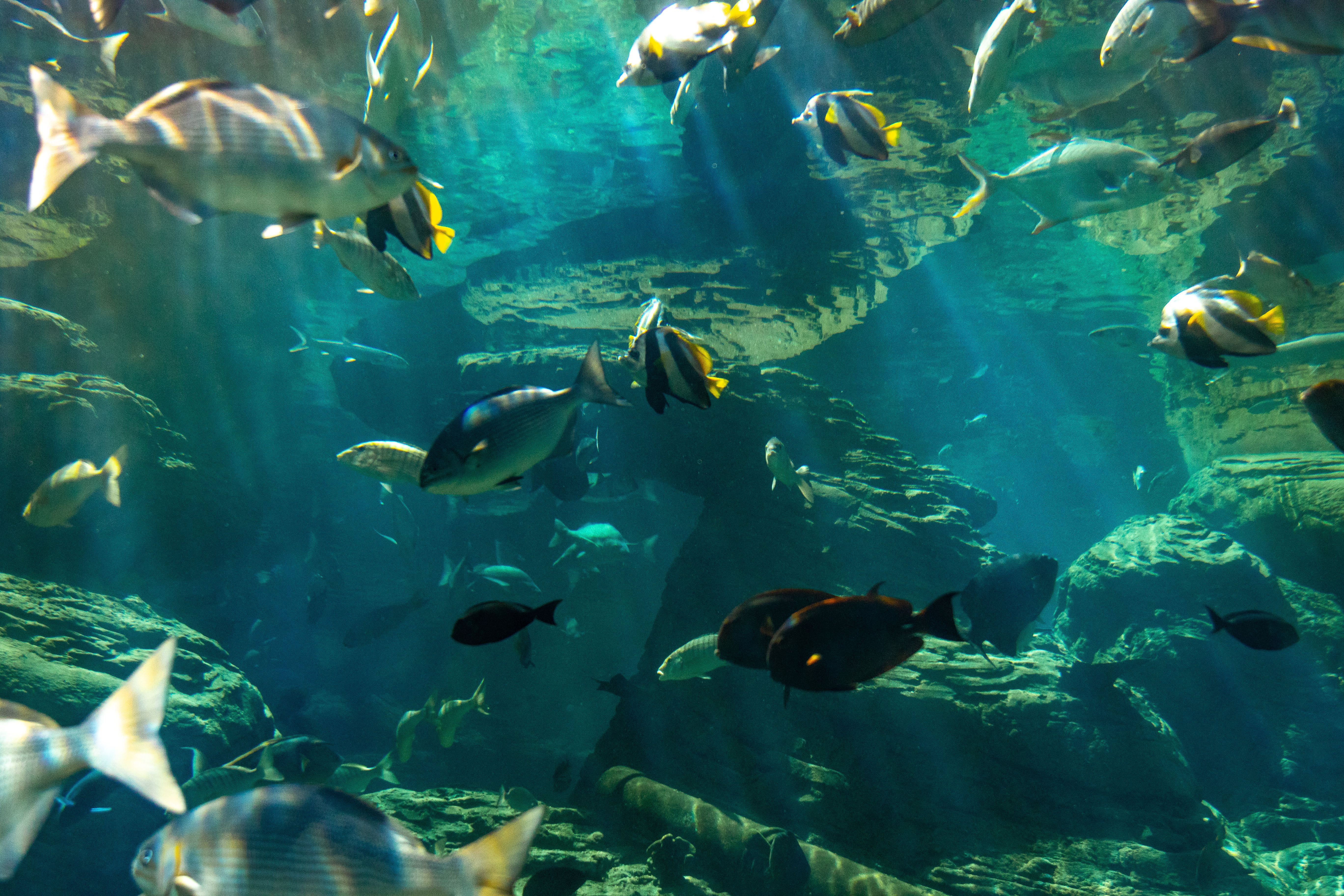 Colorful%20fish%20swim%20in%20a%20tranquil%20underwater%20setting,%20showcasing%20marine%20biodiversity Colorful fish swim in a tranquil underwater setting, showcasing marine biodiversity